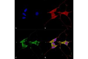 Immunocytochemistry/Immunofluorescence analysis using Mouse Anti-Mitofusin 2 Monoclonal Antibody, Clone S153-5 (ABIN1741248). (MFN2 抗体  (AA 370-600) (PerCP))