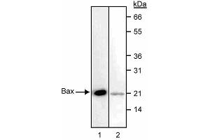 Western blot analysis of Bax.