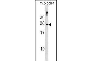 RBP4 Antibody (N-term) (ABIN1881735 and ABIN2839028) western blot analysis in mouse bladder tissue lysates (35 μg/lane). (RBP4 抗体  (N-Term))