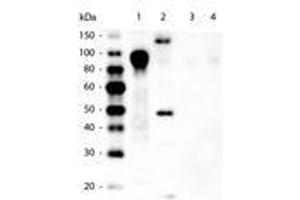 Image no. 1 for anti-His Tag antibody (HRP) (ABIN1102043) (His Tag 抗体  (HRP))