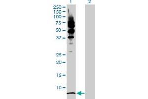 Western Blot analysis of LRRFIP1 expression in transfected 293T cell line by LRRFIP1 MaxPab polyclonal antibody. (LRRFIP1 抗体  (AA 1-105))