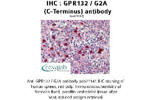 Image no. 1 for anti-G Protein-Coupled Receptor 132 (GPR132) (C-Term), (Cytoplasmic Domain) antibody (ABIN1734931)