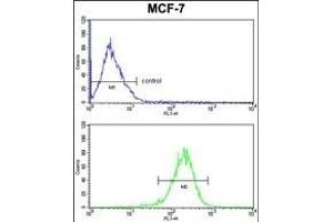 C1QA Antibody (C-term) (ABIN391492 and ABIN2841459) FC analysis of MCF-7 cells (bottom histogram) compared to a negative control cell (top histogram). (C1QA 抗体  (C-Term))