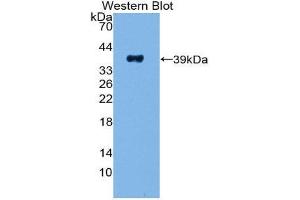 Western Blotting (WB) image for anti-Pancreatic Polypeptide (PPY) (AA 30-87) antibody (ABIN1869898) (PPY 抗体  (AA 30-87))