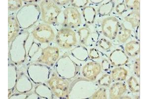 Immunohistochemistry of paraffin-embedded human kidney tissue using ABIN7157916 at dilution of 1:100 (BAT3 抗体  (AA 1-200))