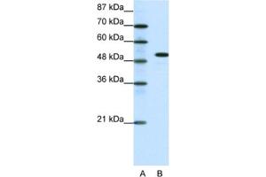 Western Blotting (WB) image for anti-Spi-B Transcription Factor (Spi-1/PU.1 Related) (SPIB) antibody (ABIN2460217) (SPIB 抗体)