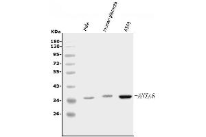 Western blot analysis of Annexin VIII using anti-Annexin VIII antibody (ABIN5518736).