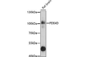 Western blot analysis of extracts of rat brain, using PDE4D antibody (ABIN3022336, ABIN3022337, ABIN3022338 and ABIN6218749) at 1:1000 dilution. (PDE4D 抗体  (AA 249-518))