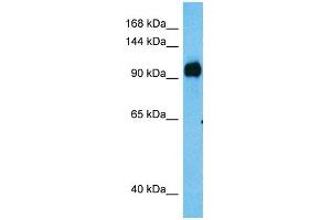 Host:  Rabbit  Target Name:  MAP3K13  Sample Tissue:  Human HT1080 Whole Cell lysates  Antibody Dilution:  1ug/ml