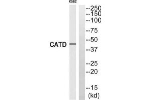 Western blot analysis of extracts from K562 cells, using CATD (light chain, Cleaved-Gln161) antibody.