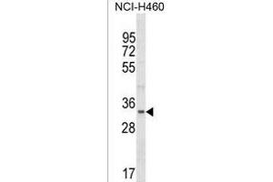 FBLL1 Antibody (Center) (ABIN1538078 and ABIN2849930) western blot analysis in NCI- cell line lysates (35 μg/lane). (FBLL1 抗体  (AA 209-236))