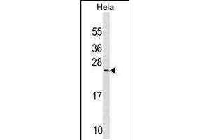 Western blot analysis in Hela cell line lysates (35ug/lane). (PRELID1 抗体  (N-Term))
