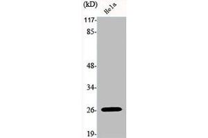 Western Blot analysis of HELA cells using Hox-B9 Polyclonal Antibody (HOXB9 抗体  (C-Term))