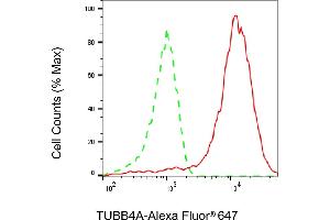 Flow cytometric analysis of TUBB4A expression in HAP-1 cells using TUBB4A antibody (ABIN7800660), 1:2,000). (Recombinant TUBB4 抗体)