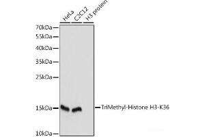 Western blot analysis of extracts of various cell lines using TriMethyl-Histone H3-K36 Polyclonal Antibody at dilution of 1:1000. (Histone 3 抗体  (3meLys36))