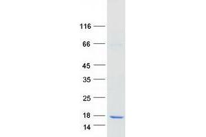Validation with Western Blot
