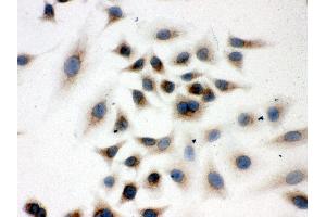 Immunohistochemistry (IHC) image for anti-Peroxiredoxin 4 (PRDX4) (AA 178-2081), (C-Term) antibody (ABIN3043905)