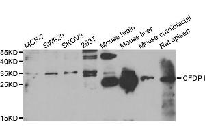 Western blot analysis of extracts of various cell lines, using CFDP1 antibody. (CFDP1 抗体)