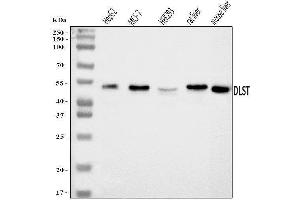 Western blot analysis of DLST using anti-DLST antibody (ABIN7599412). (DLST 抗体  (AA 1-453))
