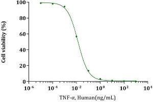 TNF-alpha, Human stimulates cytotoxicity of L-929 mouse fibrosarcoma cells. (TNF alpha 蛋白)