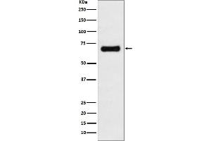 Western blot analysis of GRASP65 expression in MCF7 cell lysate.