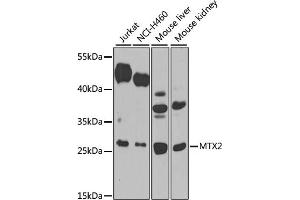 Western blot analysis of extracts of various cell lines, using MTX2 antibody (ABIN6129694, ABIN6144192, ABIN6144193 and ABIN6223964) at 1:1000 dilution. (MTX2 抗体  (AA 1-263))