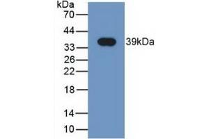 Detection of Recombinant NRG4, Human using Monoclonal Antibody to Neuregulin 4 (NRG4) (Neuregulin 4 抗体  (AA 1-62))