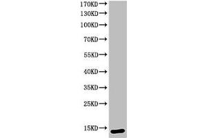 Western Blot analysis of KB cells using Cleaved-Caspase-3 p12 (D175) Polyclonal Antibody (Caspase 3 抗体  (Cleaved-Asp175))
