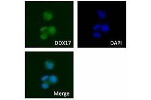 Immunofluorescence (IF) image for anti-DEAD (Asp-Glu-Ala-Asp) Box Polypeptide 17 (DDX17) antibody (ABIN2664924) (DDX17 抗体)