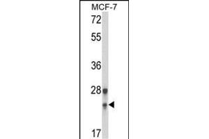Western blot analysis of GINS1 Antibody (N-term) (ABIN653447 and ABIN2842885) in MCF-7 cell line lysates (35 μg/lane). (GINS1 抗体  (N-Term))
