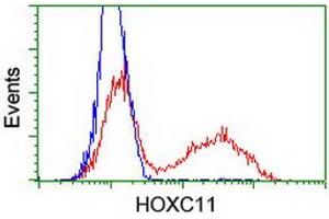 HEK293T cells transfected with either RC201475 overexpress plasmid (Red) or empty vector control plasmid (Blue) were immunostained by anti-HOXC11 antibody (ABIN2454335), and then analyzed by flow cytometry. (HOXC11 抗体)