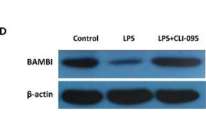 Functional activation of the LPS/TLR4 axis mediates BAMBI downregulation. (BAMBI 抗体  (AA 101-200))