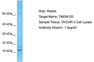 Host: Rabbit Target Name: TMEM105 Sample Type: OVCAR-3 Whole cell lysates Antibody Dilution: 1. (TMEM105 抗体  (N-Term))