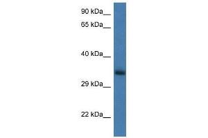 Western Blot showing Gnpda1 antibody used at a concentration of 1.
