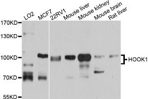 Western blot analysis of extracts of various cell lines, using HOOK1 antibody (ABIN5972717) at 1/1000 dilution. (HOOK1 抗体)