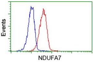 Image no. 2 for anti-NADH Dehydrogenase (Ubiquinone) 1 alpha Subcomplex, 7, 14.5kDa (NDUFA7) antibody (ABIN1499663) (NDUFA7 抗体)