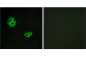 Immunofluorescence analysis of MCF7 cells, using GPR171 Antibody. (GPR171 抗体  (AA 141-190))