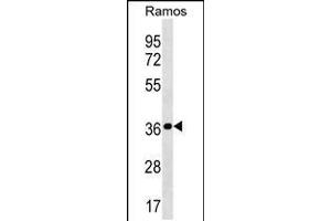 Western blot analysis in Ramos cell line lysates (35ug/lane). (MRPL19 抗体  (N-Term))