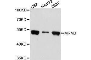 Western blot analysis of extracts of various cell lines, using MRM3 antibody (ABIN5972775) at 1:3000 dilution. (RNMTL1 抗体)
