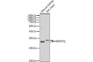 Western blot analysis of extracts of various cell lines, using ADIPOQ antibody (ABIN3016228, ABIN3016229, ABIN3016230 and ABIN6219638) at 1:500 dilution. (ADIPOQ 抗体  (AA 19-104))