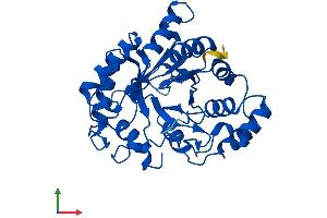 AlphaFold protein structure predicition of Human Recombinant AKR1C2 Protein, UniprotID P52895