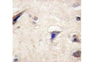 IHC analysis of FFPE human brain tissue stained with anti-LGR5 antibody (LGR5 抗体  (AA 605-638))