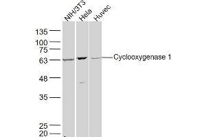 Lane 1: NIH/3T3 lysates Lane 2: Hela lysates Lane 3: Huvec lysates probed with Cyclooxygenase 1 Polyclonal Antibody, Unconjugated  at 1:300 dilution and 4˚C overnight incubation. (PTGS1 抗体  (AA 151-250))