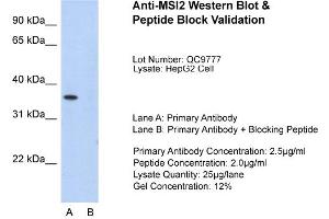 Western Blotting (WB) image for anti-Musashi Homolog 2 (MSI2) (N-Term) antibody (ABIN2776629)