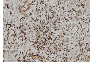 ABIN6277892 at 1/100 staining Human gastric tissue by IHC-P. (ERG 抗体  (C-Term))