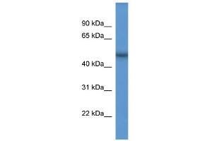 WB Suggested Anti-Scfd2 Antibody Titration: 0. (SCFD2 抗体  (Middle Region))