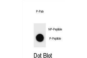 Dot blot analysis of CCND3 Antibody (Phospho ) Phospho-specific Pab (ABIN1881180 and ABIN2839975) on nitrocellulose membrane. (Cyclin D3 抗体  (pSer264))