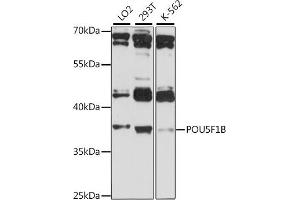 Western blot analysis of extracts of various cell lines, using POU5F1B antibody (ABIN7269494) at 1:1000 dilution. (POU5F1B 抗体  (AA 1-140))