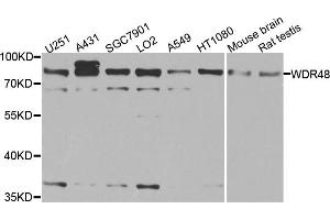 Western blot analysis of extracts of various cell lines, using WDR48 antibody. (WDR48 抗体)