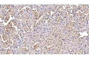 Detection of PDGF BB in Porcine Cardiac Muscle Tissue using Polyclonal Antibody to Platelet Derived Growth Factor BB (PDGF BB) (PDGF-BB Homodimer (AA 82-190) 抗体)
